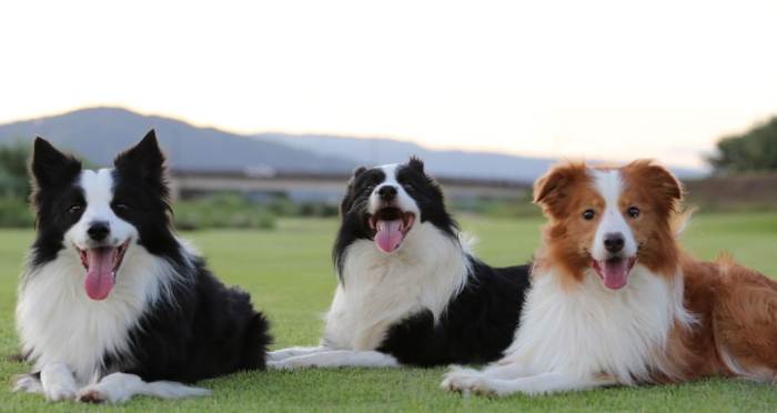 牧羊犬飼養指南