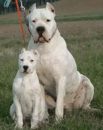 巨型犬健康照護