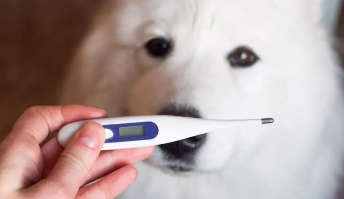 狗狗體溫測量