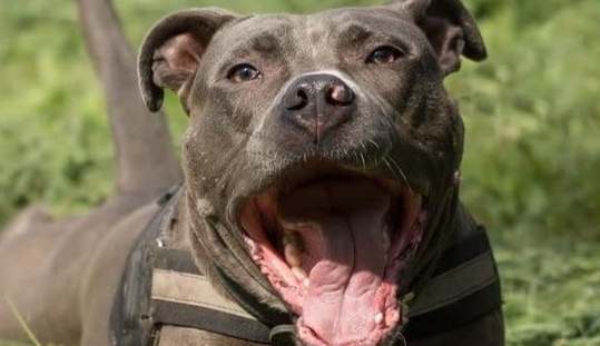 比特犬攻擊後果