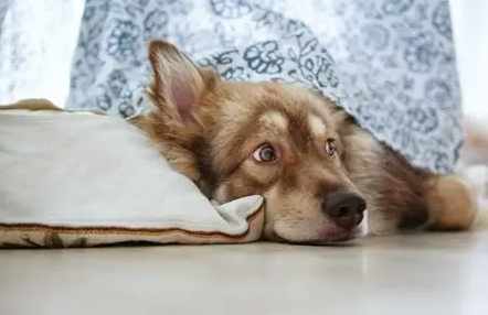 貴婦狗癲癇症狀