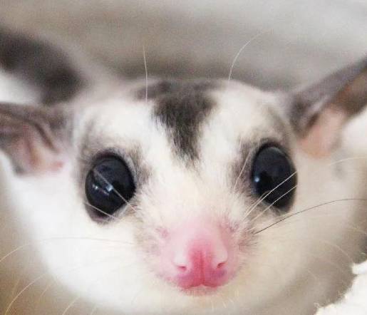 蜜袋鼯寵物優點