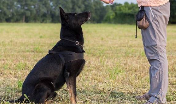 狗指令訓練方法