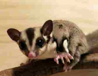 蜜袋鼯寄生蟲治療