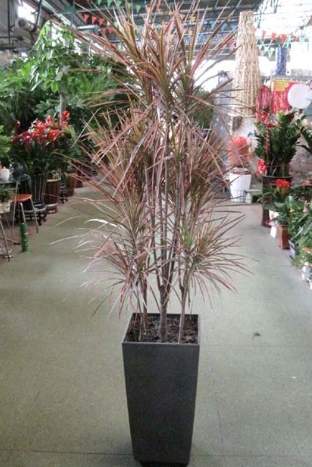 千年木照顧技巧 千年木照顧技巧