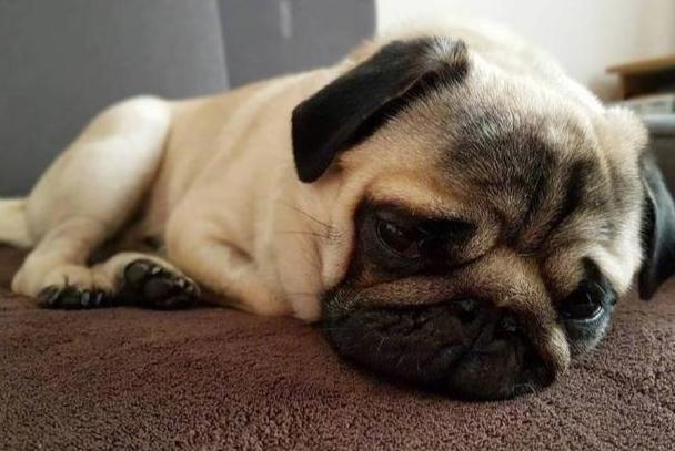 狗狗不舒服表情