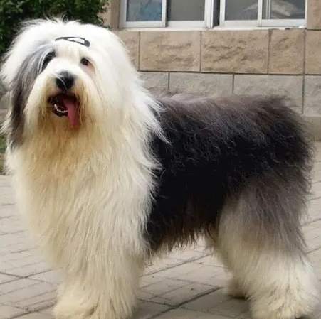 古代牧羊犬訓練技巧