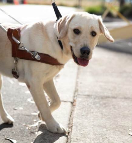 導盲犬訓練