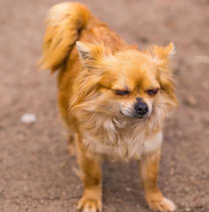 吉娃娃行為問題