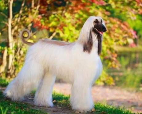 阿富汗獵犬美容技巧