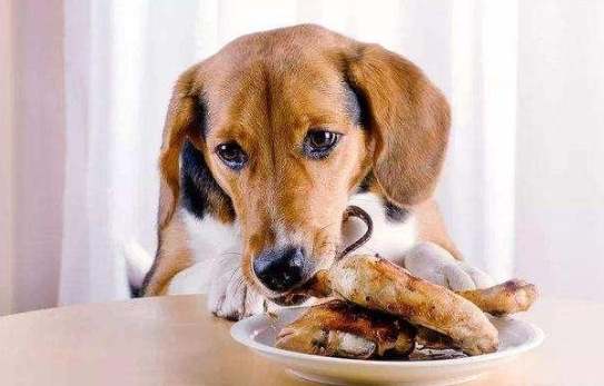 狗狗吃起司注意事項