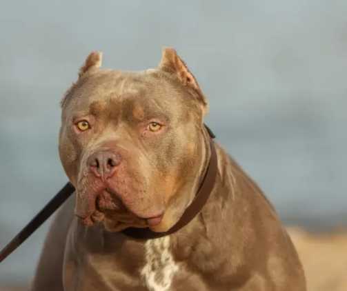 禁止飼養的狗台灣