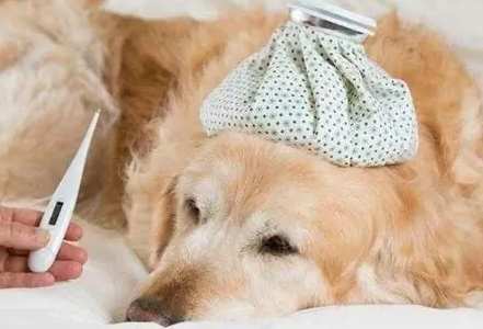 狗狗疾病治療 狗狗疾病治療