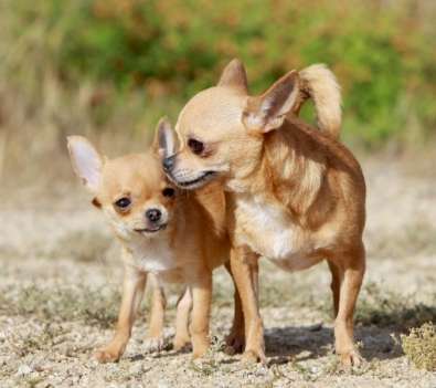 芝娃娃智力訓練