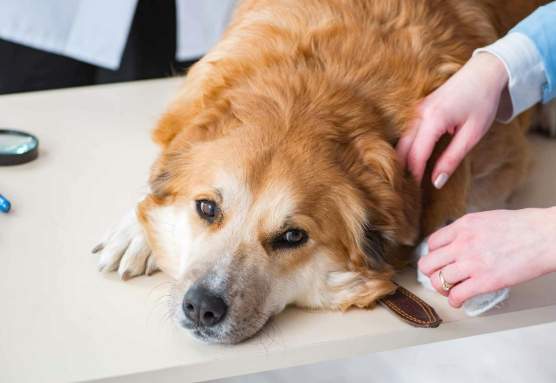 腎指數降低治療