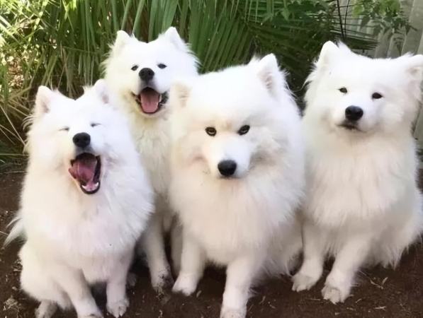 狗狗跳蚤噴霧推薦