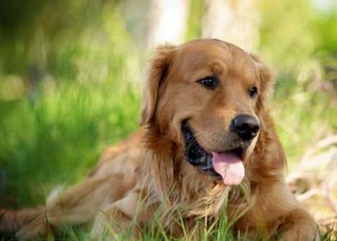 金毛尋回犬智商