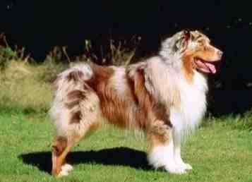 澳洲牧羊犬飼養