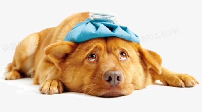 寵物緊急護理 寵物緊急護理