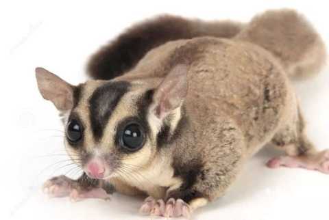 蜜袋鼯奶粉推薦