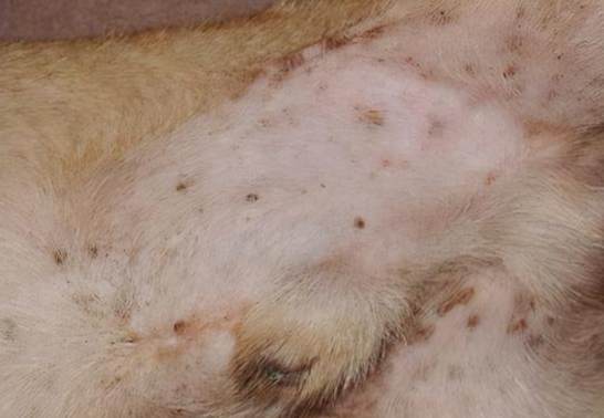 狗狗除蚤方法 狗狗除蚤方法