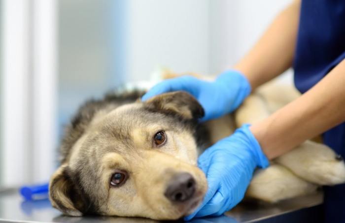 狗狗肺積水治療