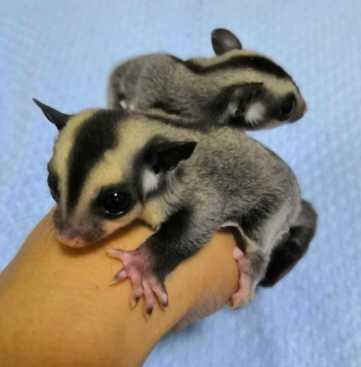 蜜袋鼯水果餵食