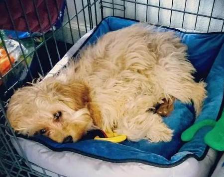 狗狗半夜不睡覺