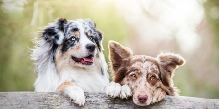 澳洲牧羊犬與邊境牧羊犬比較