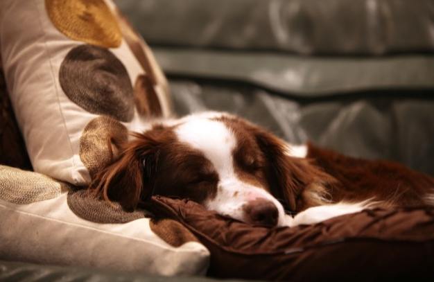 狗神經系統疾病