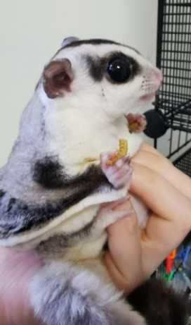 蜜袋鼯老年症狀