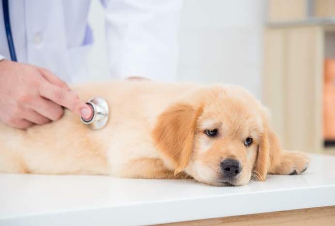 狗拉肚子顏色意義 狗拉肚子顏色意義