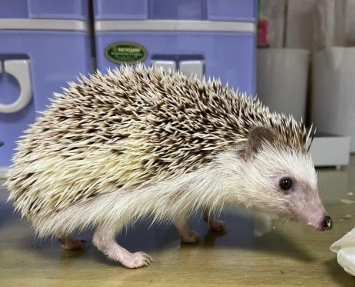 特殊寵物飼養法規