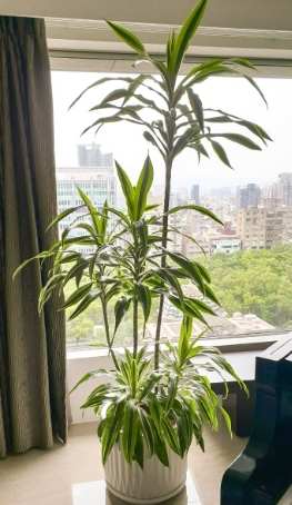 檸檬千年木養護 檸檬千年木養護