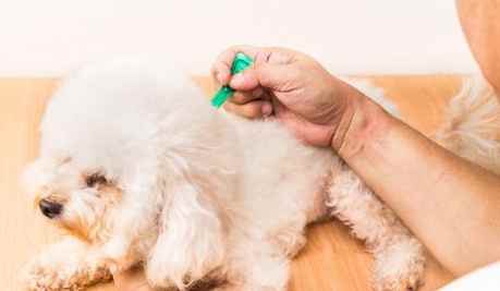 狗蜱虫去除