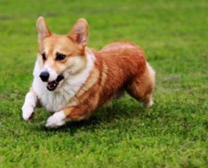 柯基犬選擇指南