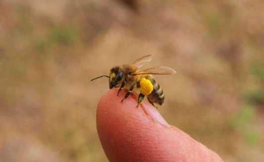 蜜蜂螫傷症狀