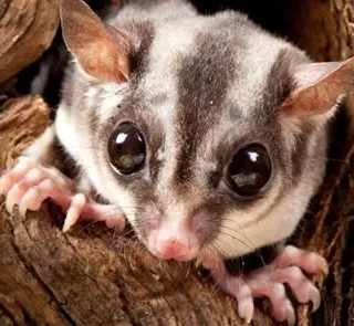 蜜袋鼯奶粉怎麼泡