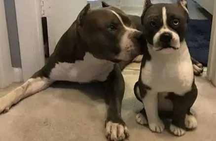 比特犬疼痛敏感