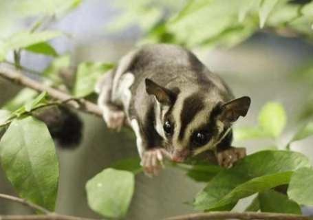 蜜袋鼯叫聲意思