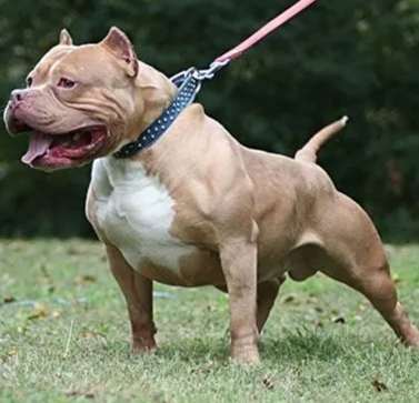 美國牛頭犬性格