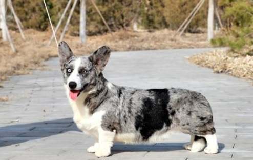 卡迪根柯基與彭布羅克柯基比較