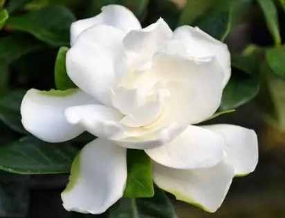 桅子花送禮意義