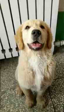 金毛智力相當於人類