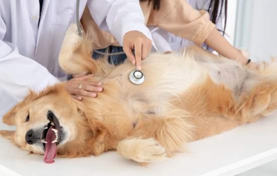 狗狗腎功能異常