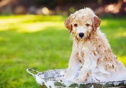 狗狗跳蚤洗澡有用嗎 狗狗跳蚤洗澡有用嗎