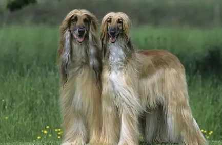 阿富汗獵犬飼養方法