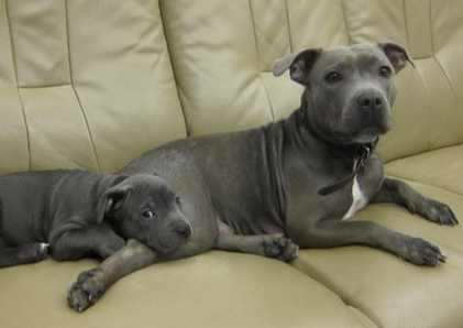 斯塔福郡鬥牛梗替代犬種