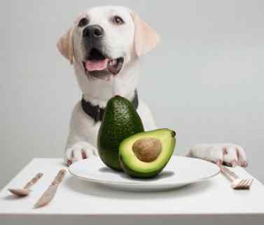 寵物酪梨油好處