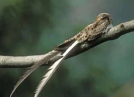 夜行性鳥類觀察